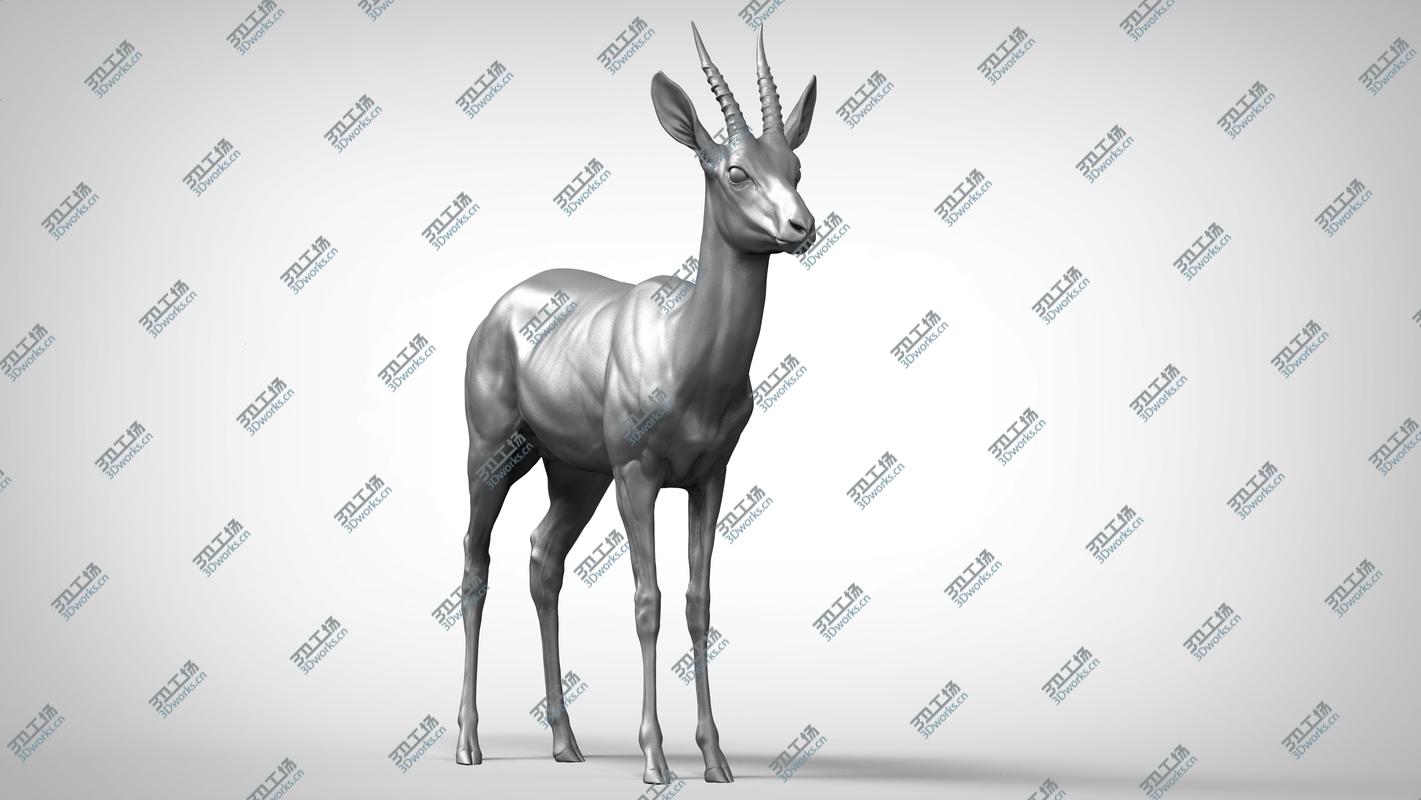 images/goods_img/202105071/3D Gazelle antelope  Gazella model/2.jpg